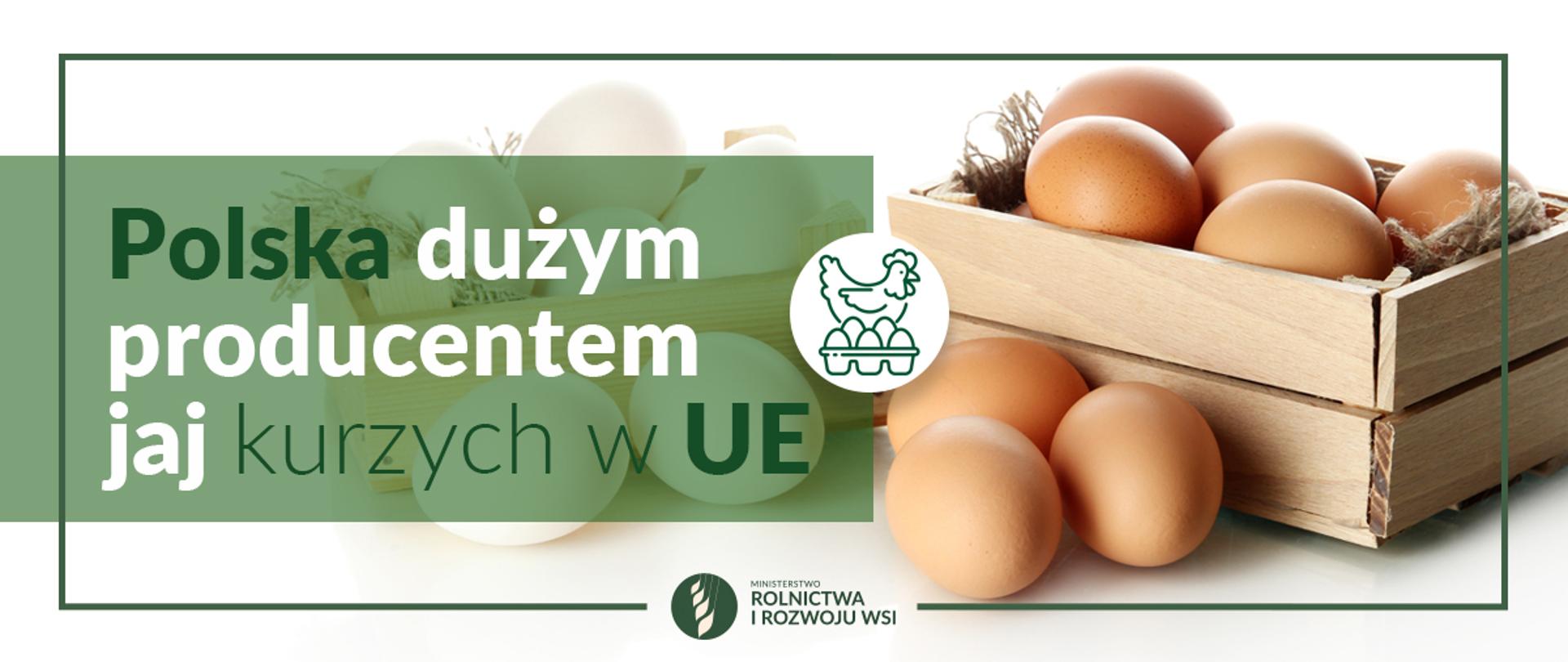 Grafika do komunikatu "Polska dużym producentem jaj kurzych w UE".
Kurze jaja.