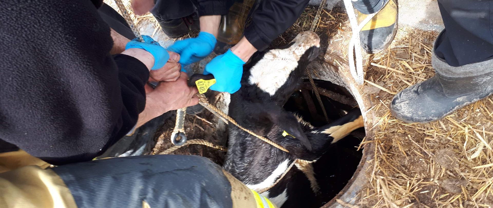 Zdjęcie przedstawia małego, czarno białego cielaka, który jest w trakcie wyciągania przez otwór studzienki. Jest przewiązany liną ratowniczą, widać również nogi osób które uczestniczą w jego wyciąganiu.