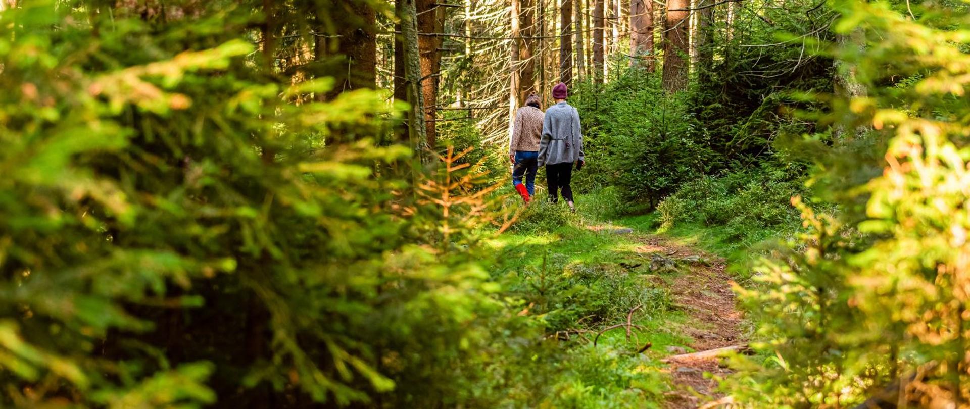 na zdjęciu widnieją ludzie spacerujący po lesie. 