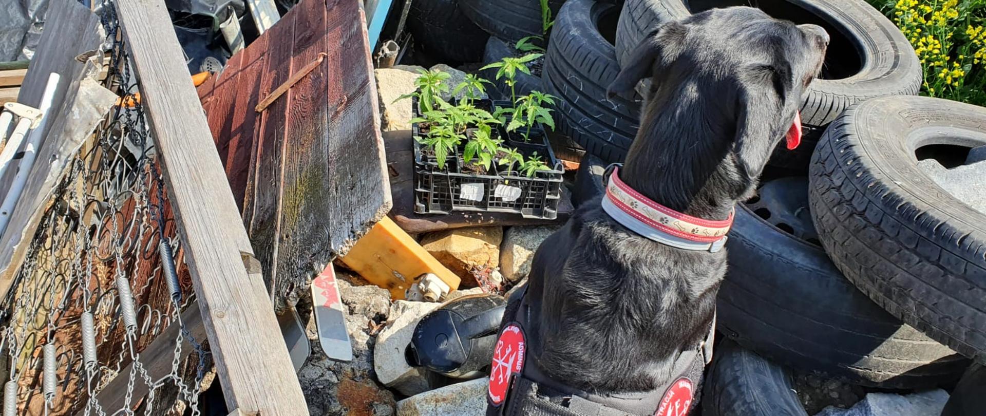 Psi funkcjonariusz pomiędzy złomem i oponami.