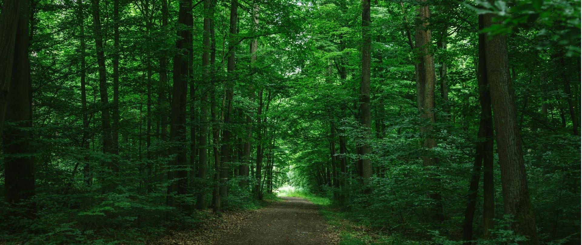 Na zdjęciu jest las.