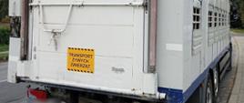 Inspektorzy zakwestionowali sposób transportu dwóch sztuk bydła