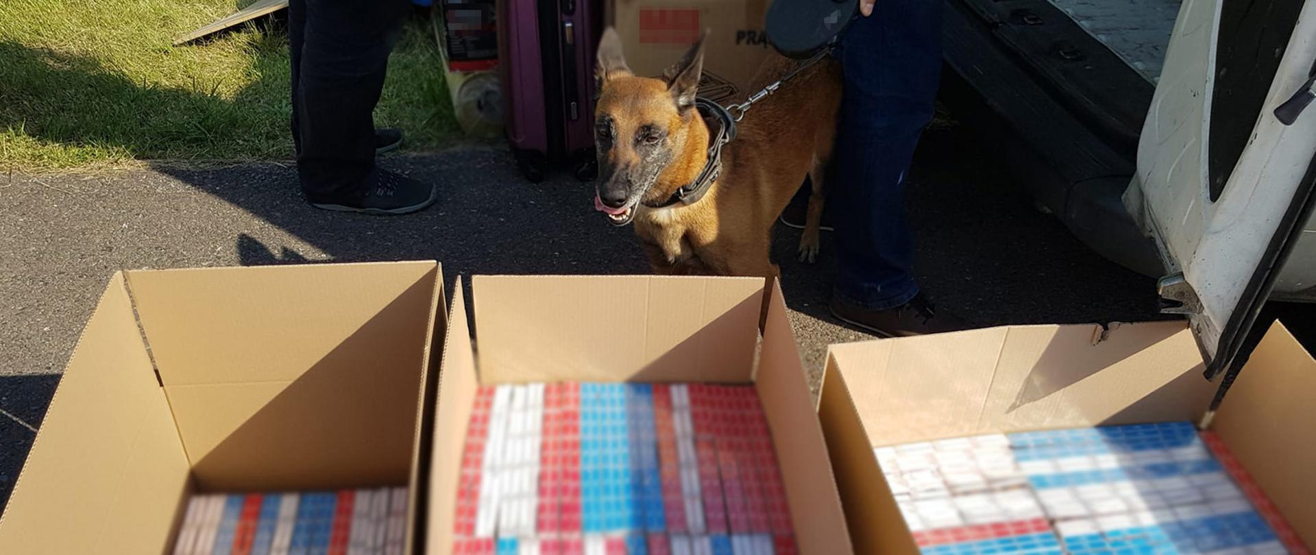 Pies Draba przy kartonach z papierosami.