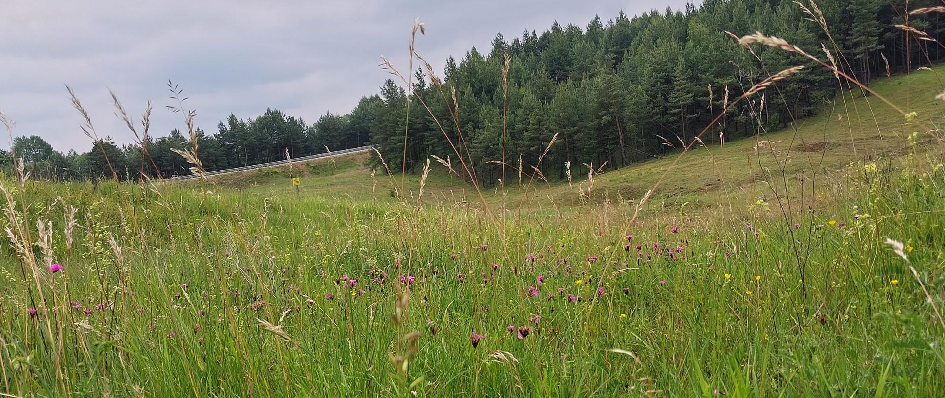 Widok na murawę galmanową. W oddali las. Teren pofałdowany.