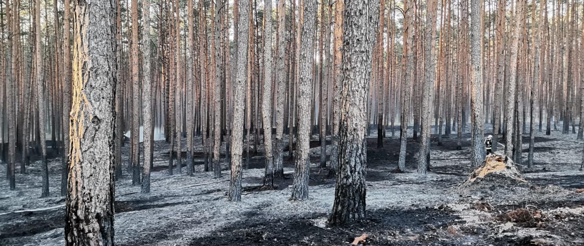 Na zdjęciu widzimy las ze spaloną ściółką leśną 