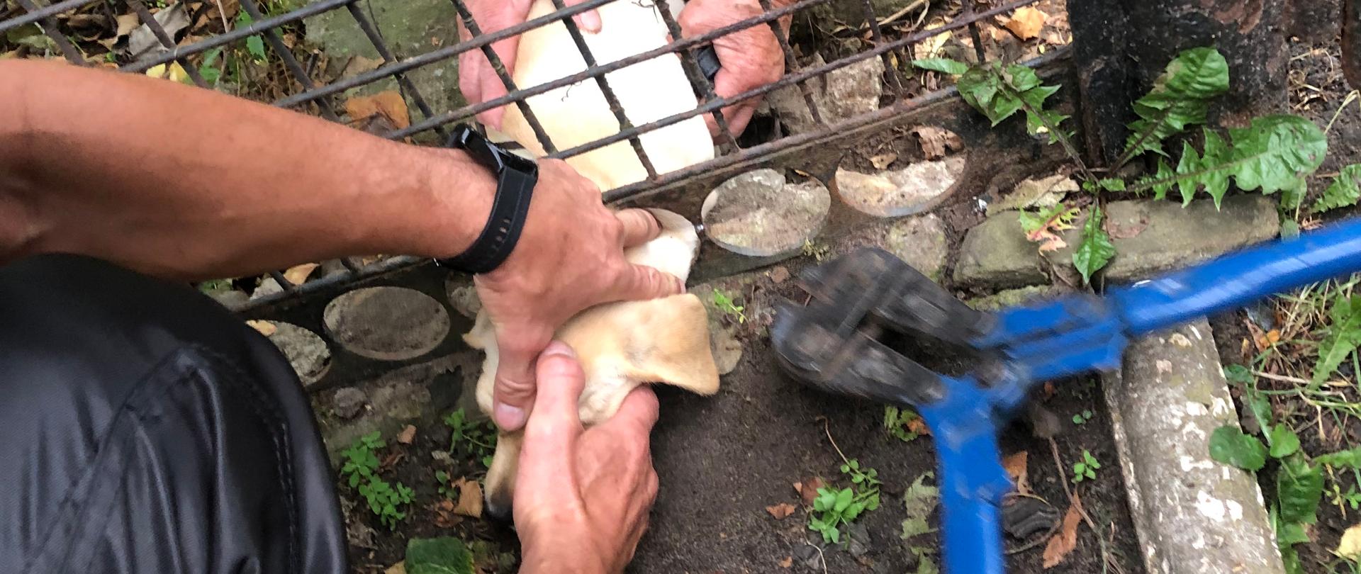 Pies uwięziony w ogrodzeniu, strażak trzyma głowę psa