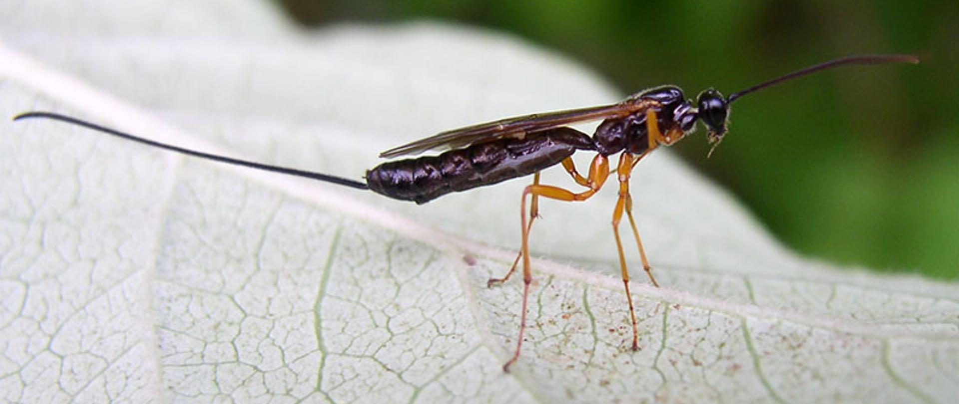 Zdjęcie przedstawia insekta z rodziny gąsienicznikowatych (Ichneumonidae)