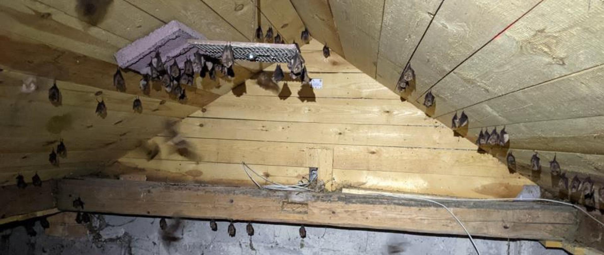 Rozmowa podsumowująca najważniejsze wyniki monitoringu wykonanych w ramach projektu CHIROKSERO działań ochronnych dla nietoperzy. Z Wykonawcą tych prac tj. specjalistą chiropterologiem, Panią Renatą Paszkiewicz rozmawia w imieniu RDOŚ Pani Zuzanna Długosz.