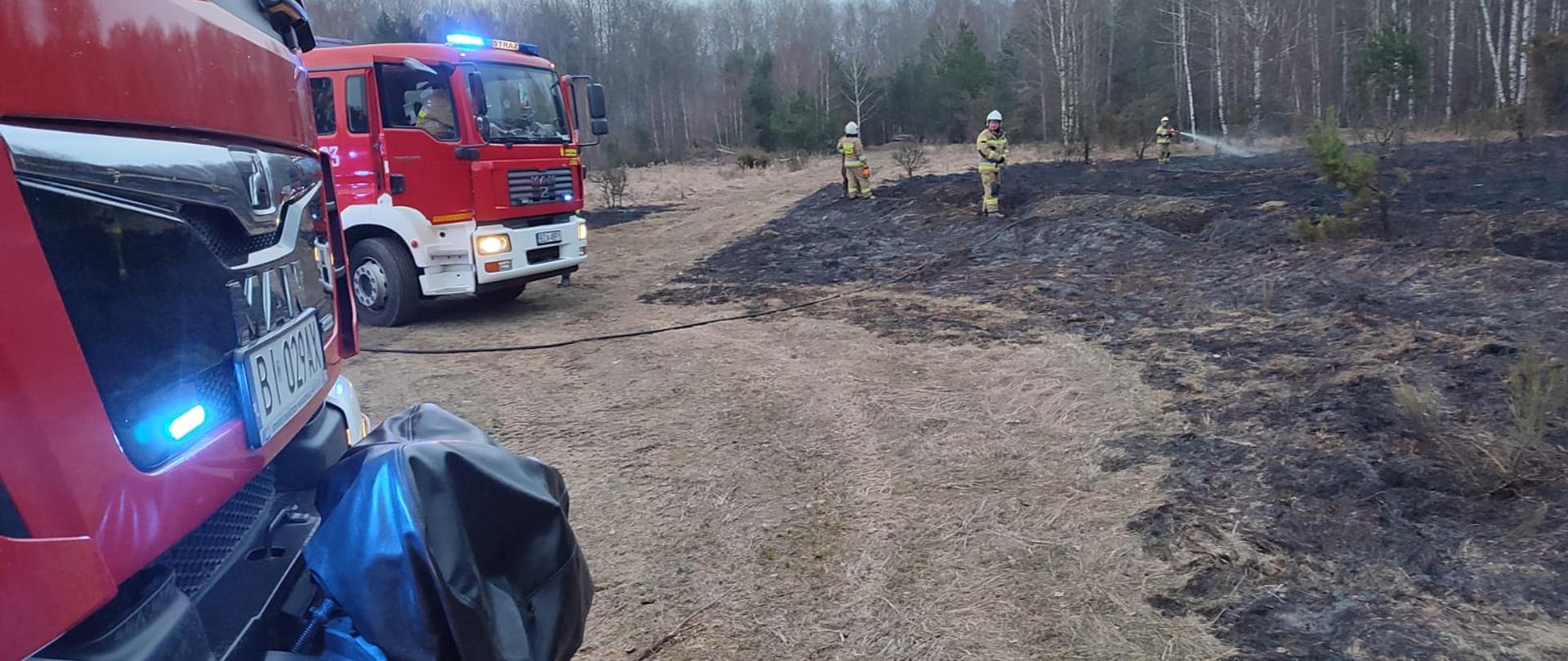 strażacy gaszący pożar ściółki leśnej w kompleksie leśnym Czerwony Bór, w tle samochody pożarnicze