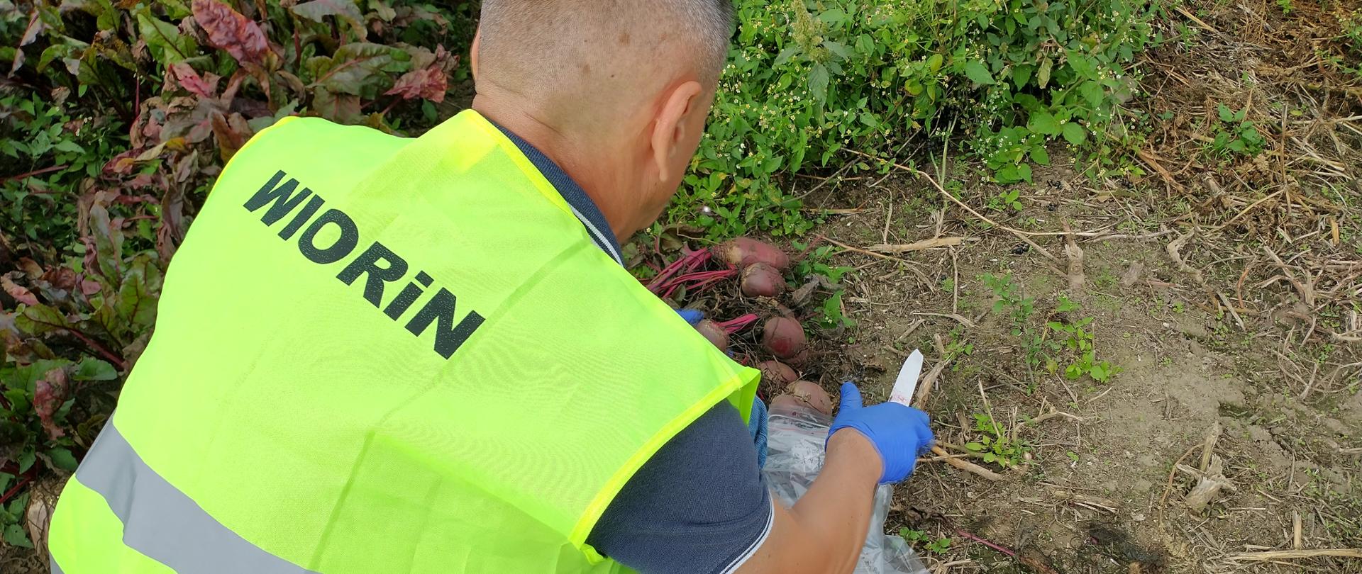 Pobieranie próby buraka ćwikłowego po zbiorze przez pracownika