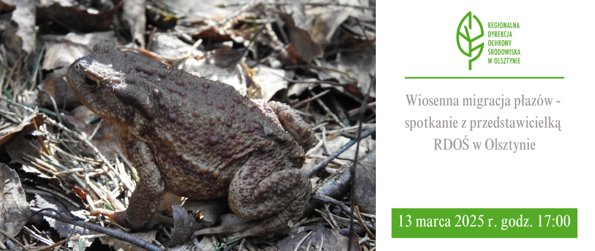 Zdjęcie przedstawia ropuchę szarą. Z prawej strony informacja o dacie i godzinie spotkania z przedstawicielką RDOŚ w Olsztynie.
