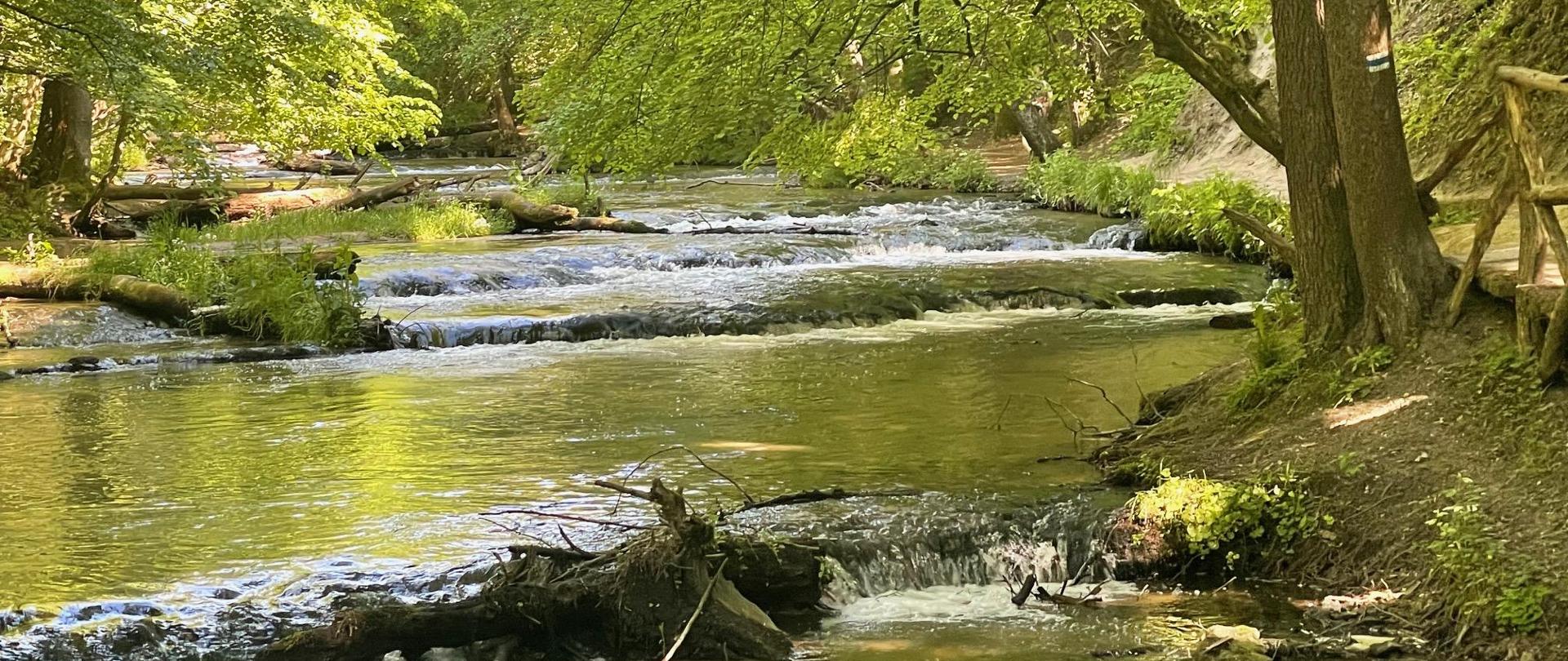 Krajobraz. Słoneczna pogoda. Małe wodospady nad rzeką Tanew, tzw. szumy. Wokół drzewa, rośliny, korzenie drzew, itd. 