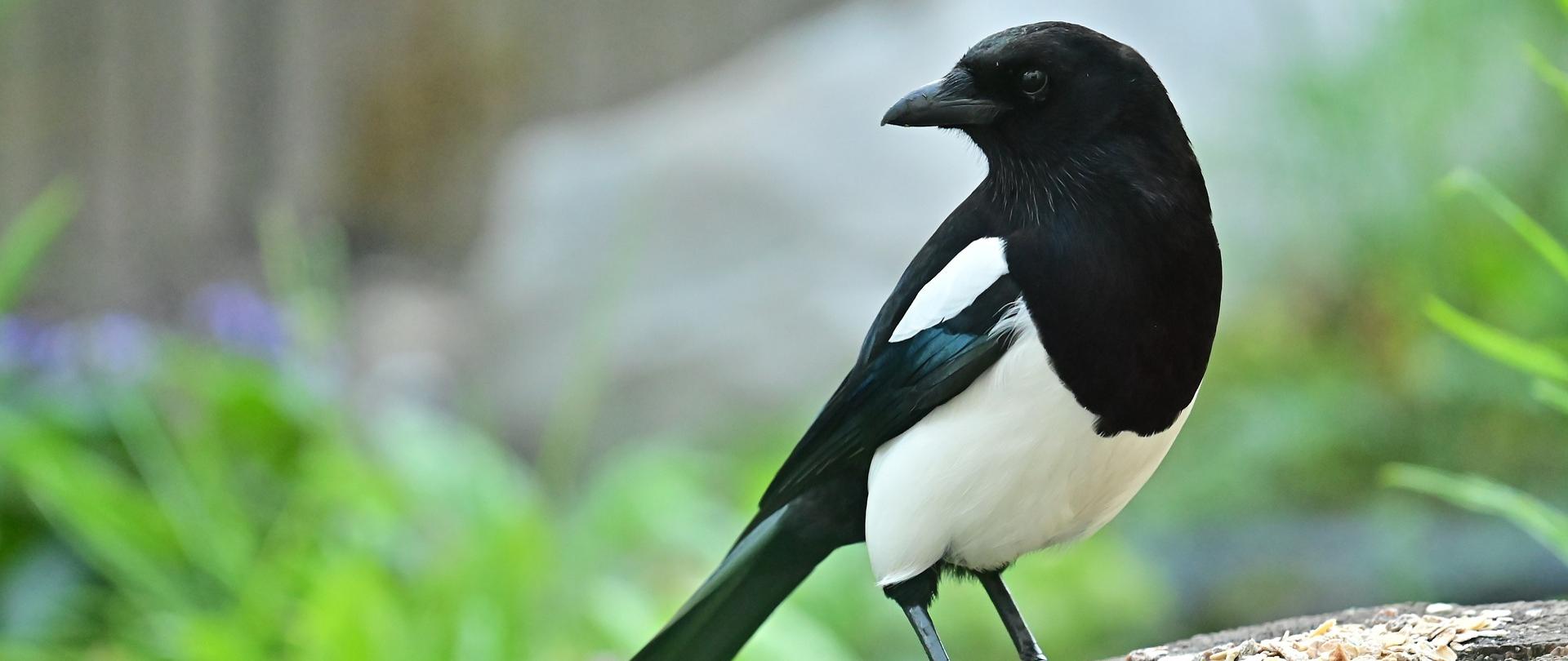 Widok ptaka z gatunku sroka zwyczajna