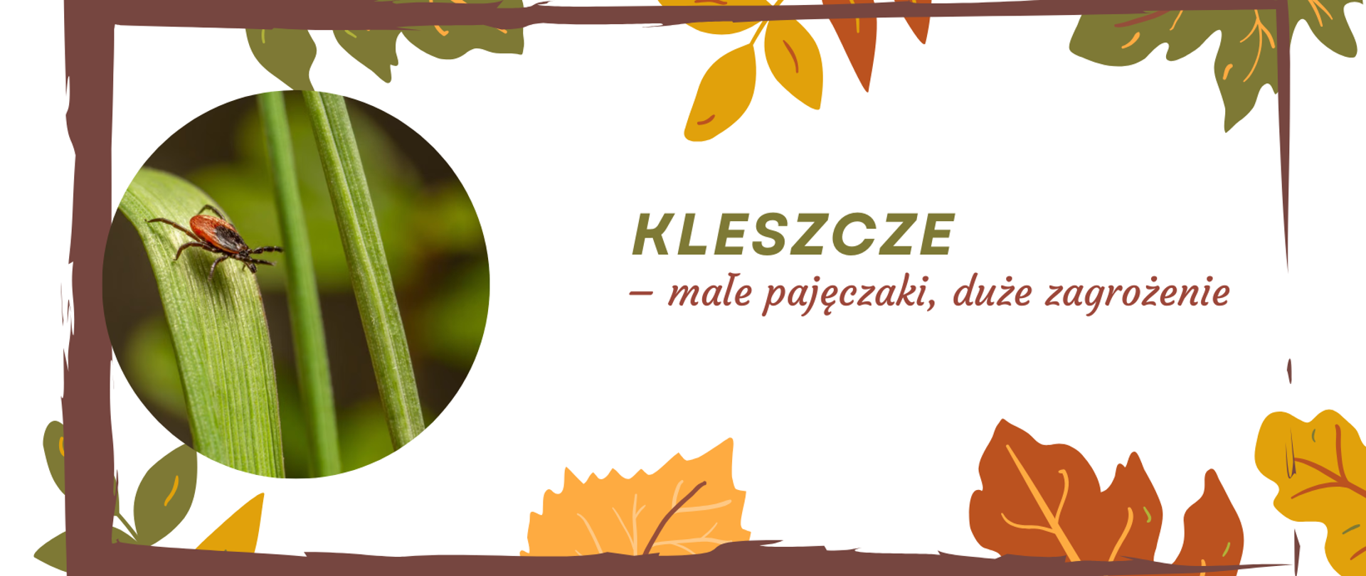 Kleszcze_-_małe_pajęczaki