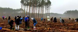 Akcja sadzenia drzew z udziałem pracowników Zarządu Zlewni w Zgorzelcu.