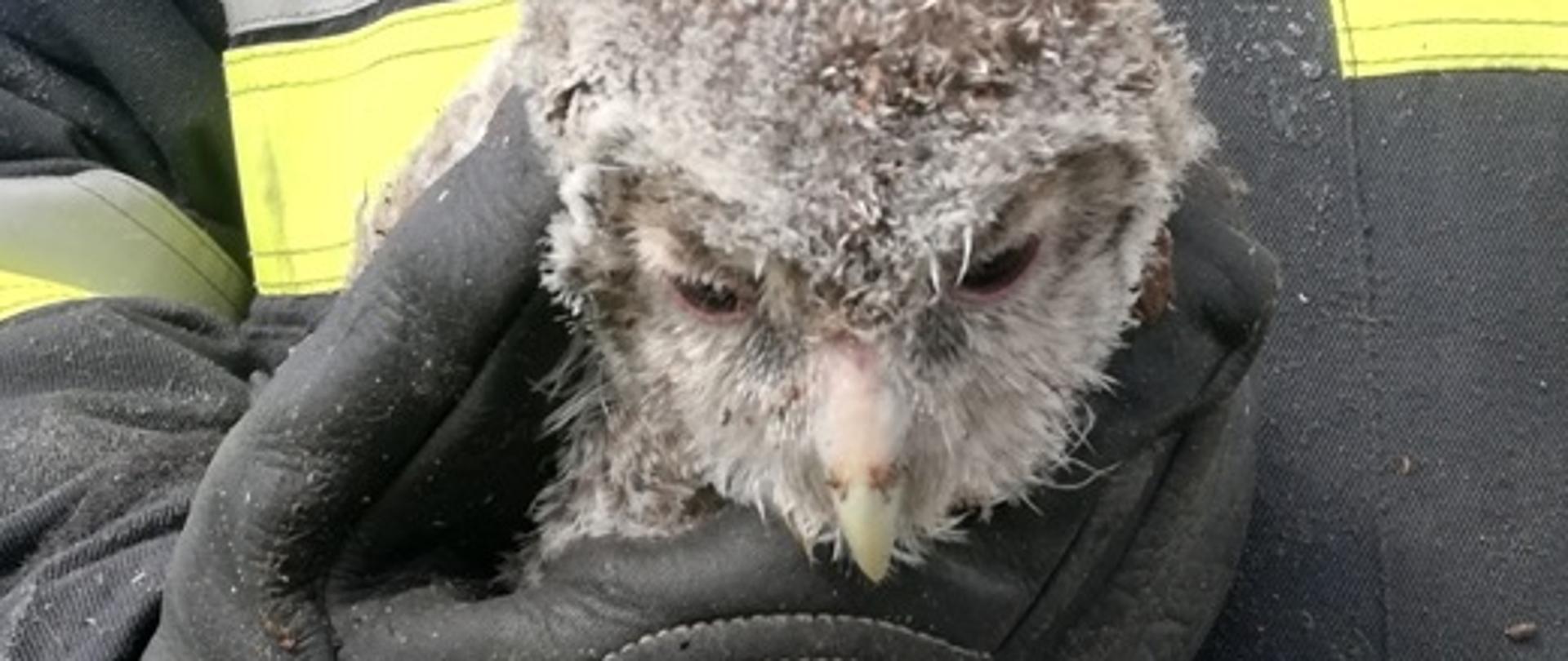 Strażak trzymający uratowaną młodą sowę.