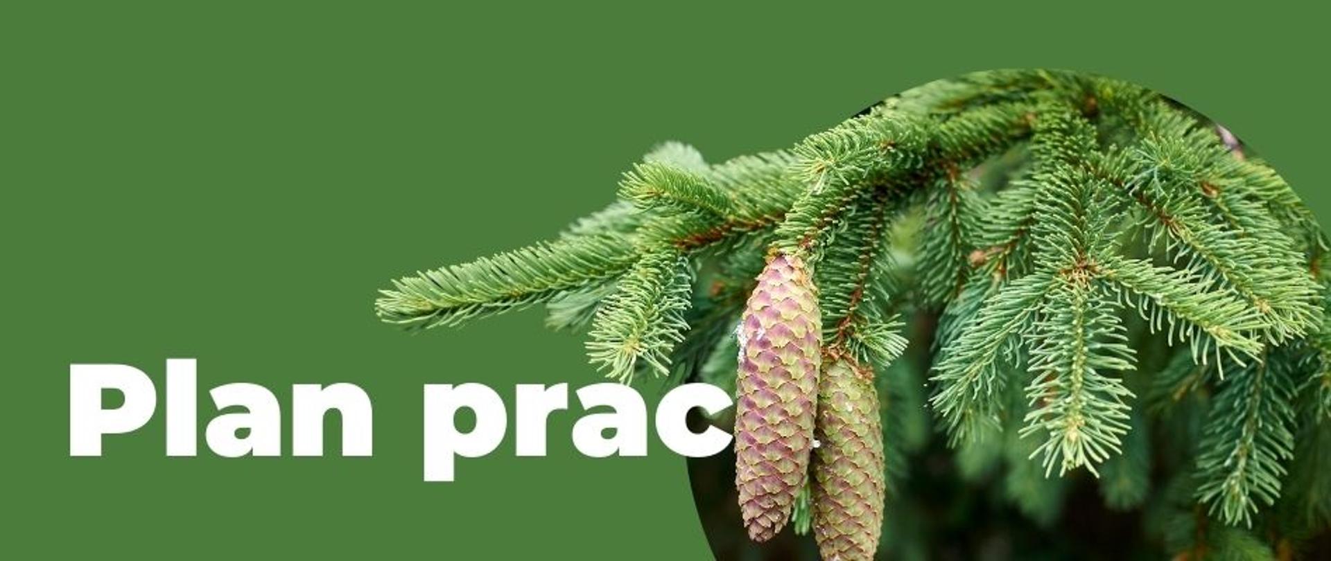 baner z napisem plan prac, po prawej stronie baneru widnieje świerk pospolity. 