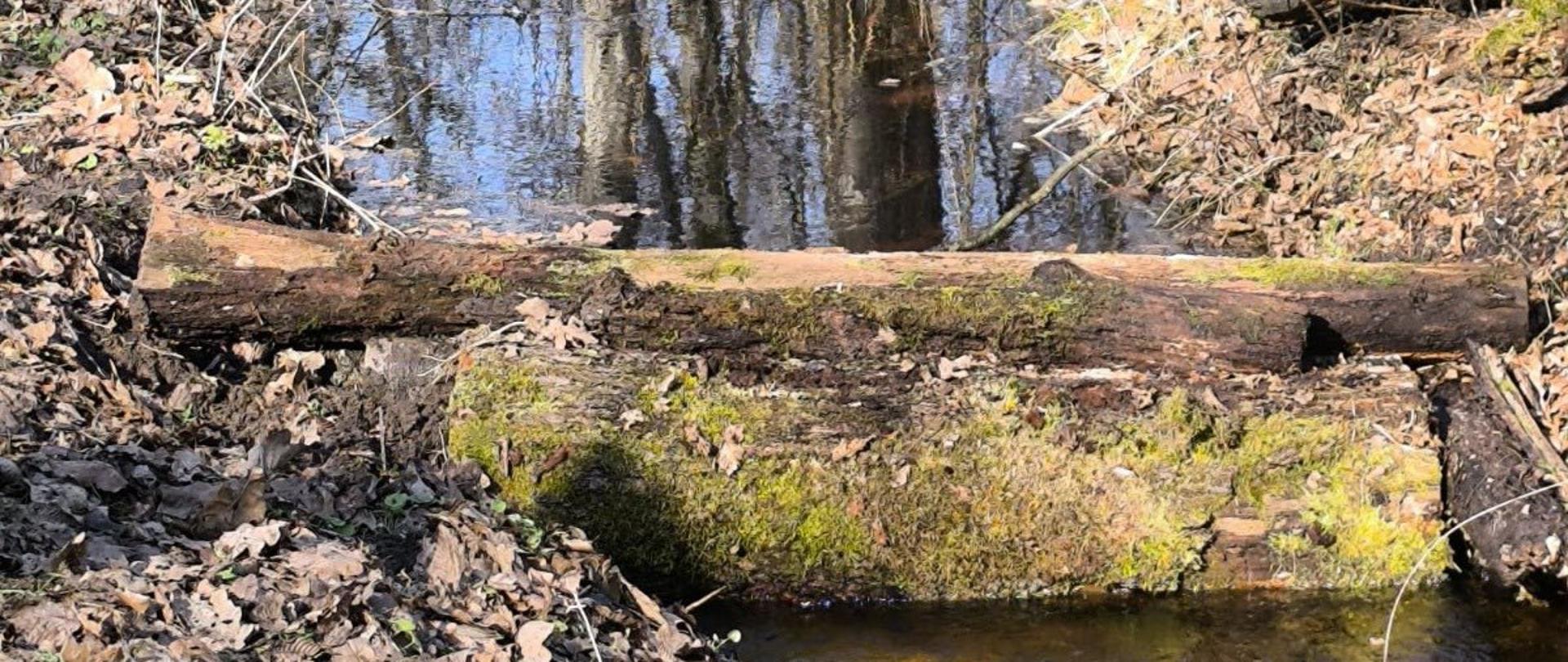 Prace mające na celu spowolnienie spływu wody z rezerwatów Puszczy Białowieskiej