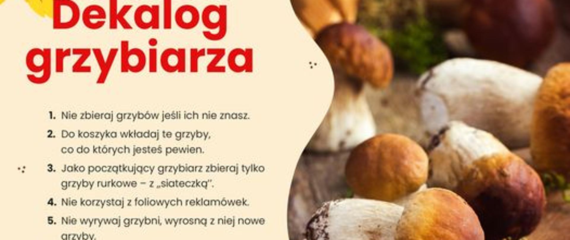 Dekalog grzybiarza (1 z 2)