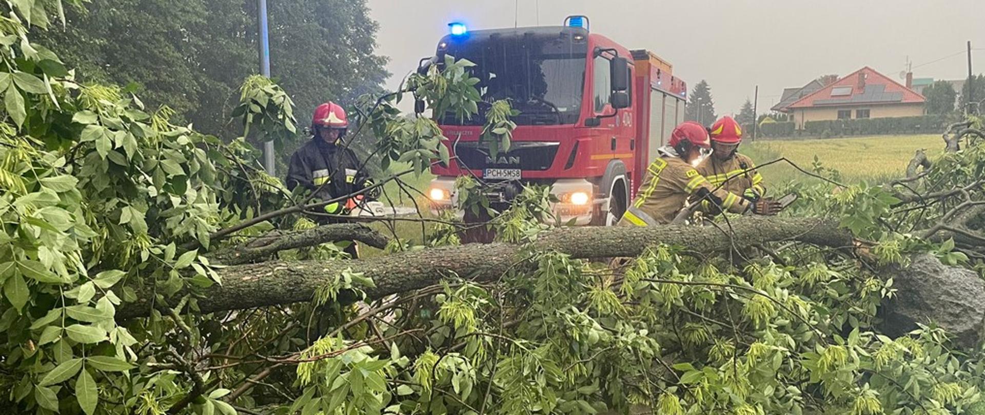 Zdjęcie przedstawia przewrócone drzewo i stażaków je usuwającch przy pomocy pilarek.