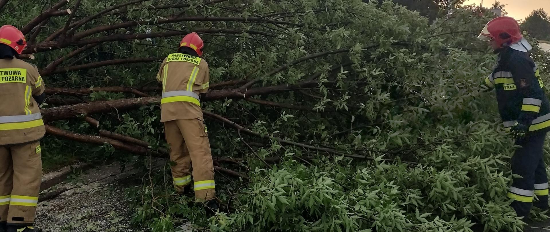 Strażacy usuwający powalone drzewo z jezdni 