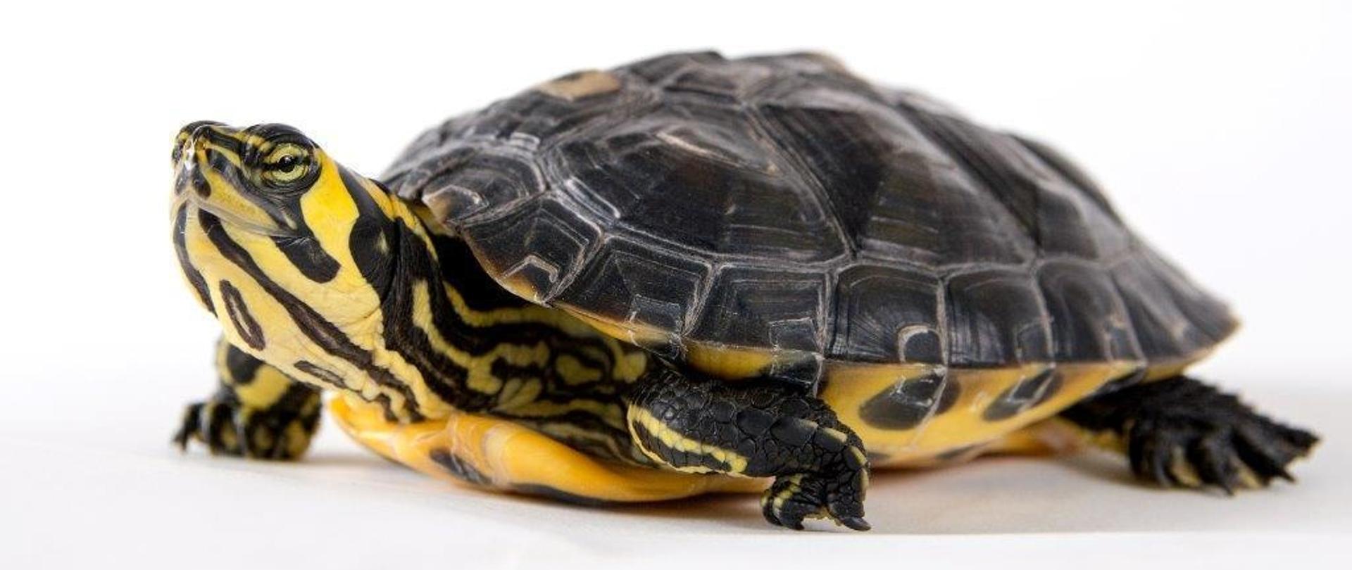 Żółw żółtolicy na białym tle