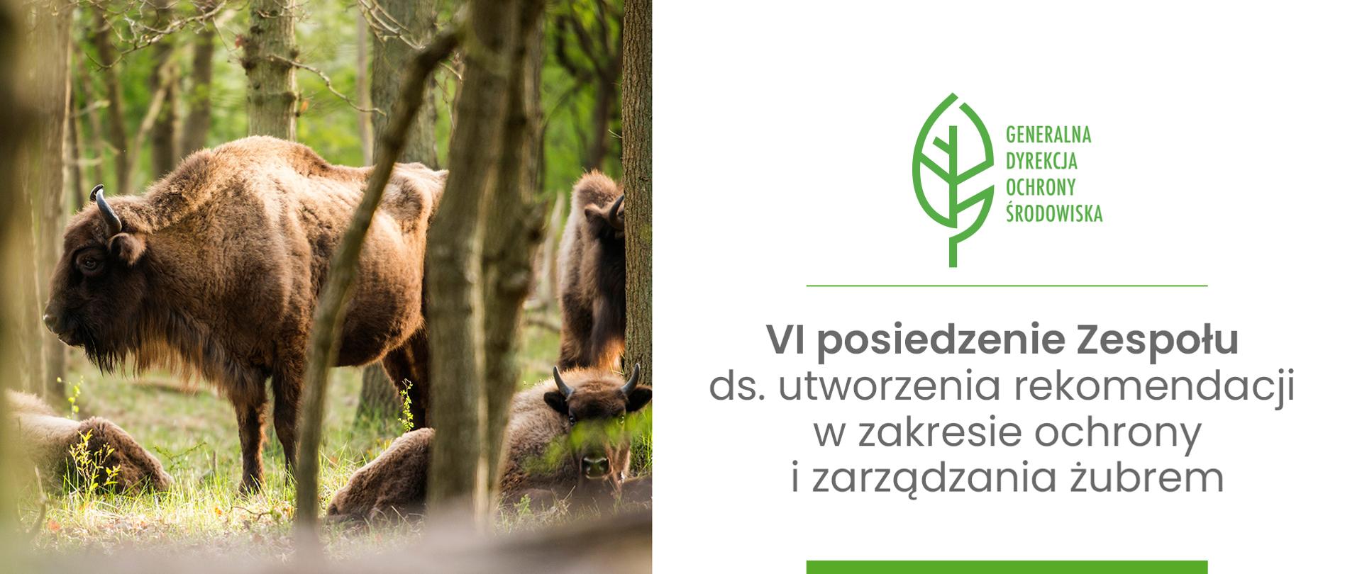 Po lewej stronie stado żubrów w lesie, na pierwszym planie stojący stojący i leżący osobnik. Po prawej logo Generalnej Dyrekcji Ochrony Środowiska (zielony liść) i napis: VI posiedzenie Zespołu ds. utworzenia rekomendacji w zakresie ochrony i zarządzania żubrem.