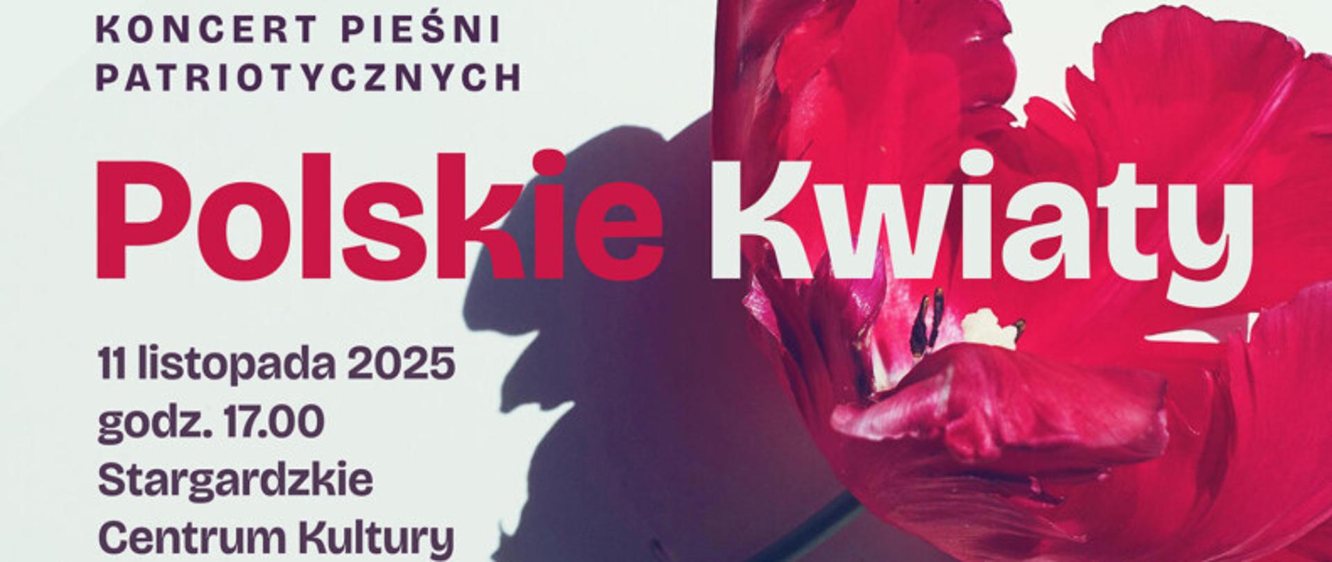 Plakat Koncertu Polskich Pieśni Patriotycznych "Polskie kwiaty" w dniu 11 listopada 2025 o godzinie 17.00 w wykonaniu Orkiestry Camerata Stargard i Chóru Akademickiego im. prof. Jana Szyrockiego Zachodniopomorskiego Uniwersytetu Technologicznego w Szczecinie. Tło plakatu jest jasnoniebieskie, a w jego centralnej części znajduje się czerwony tulipan o postrzępionych brzegach płatków, co nadaje mu rozwichrzony wygląd. Na nim umieszczony jest biało-czerwony napis "Polskie kwiaty". W dole na białym pasku znajdują się logo sponsorów koncertu.