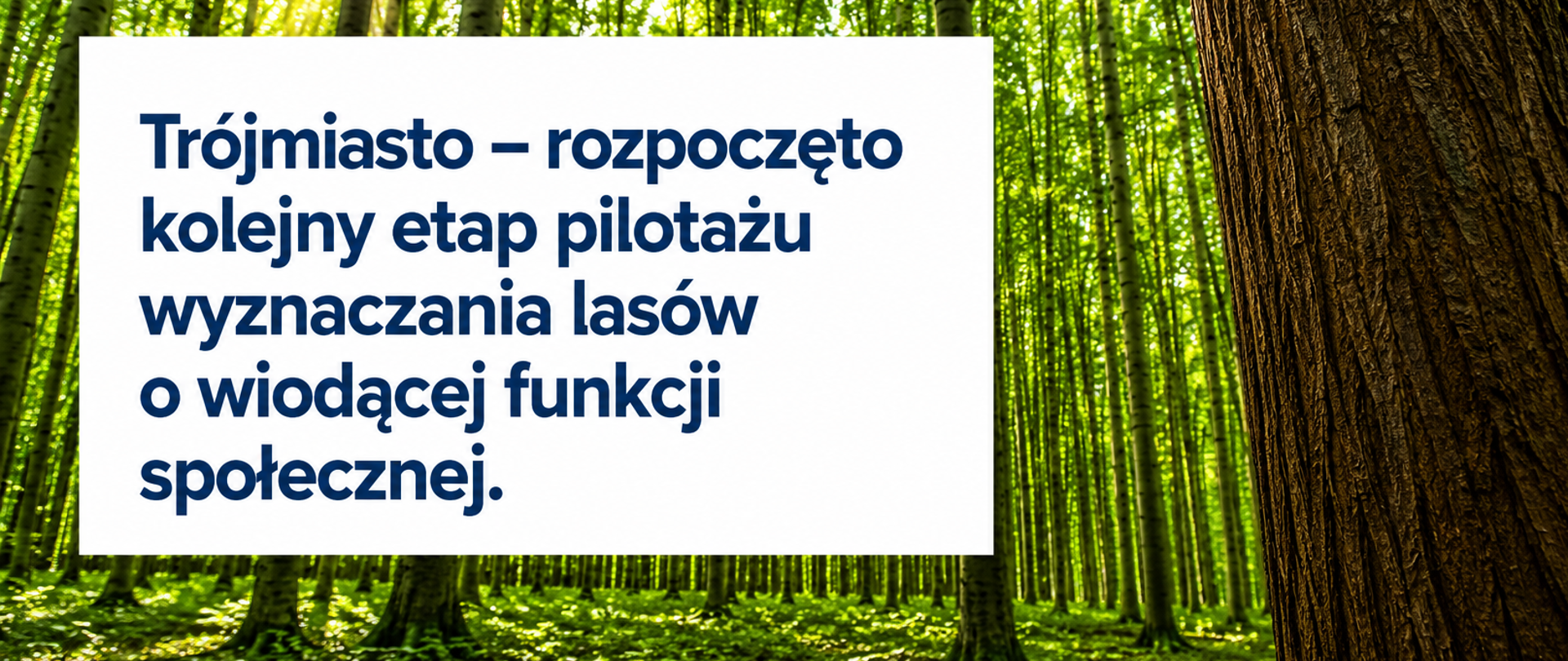 trójmiasto_lowfs