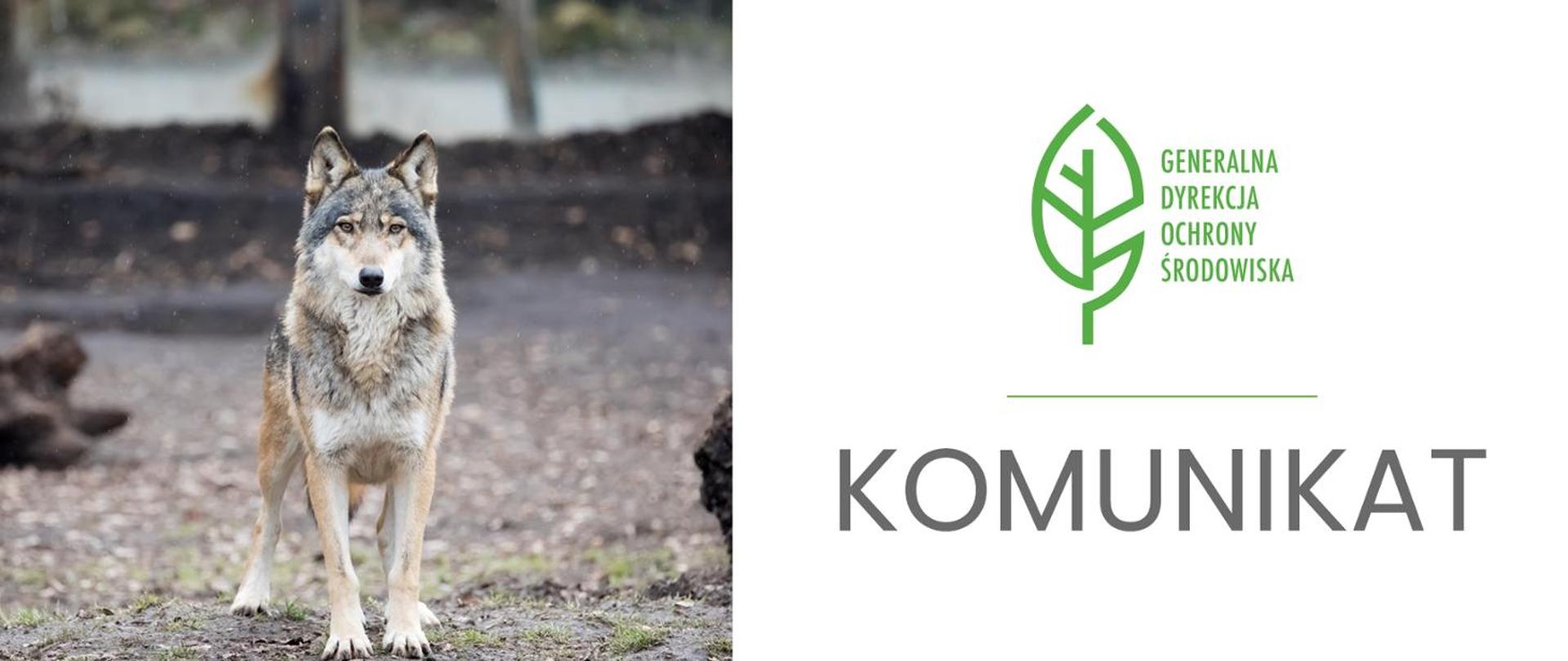 Grafika przedzielona jest na dwie części. Po lewej stronie znajduje się zdjęcie wilka. Po prawej stronie logo Generalnej Dyrekcji Ochrony Środowiska (zielony liść) a pod spodem napis: KOMUNIKAT