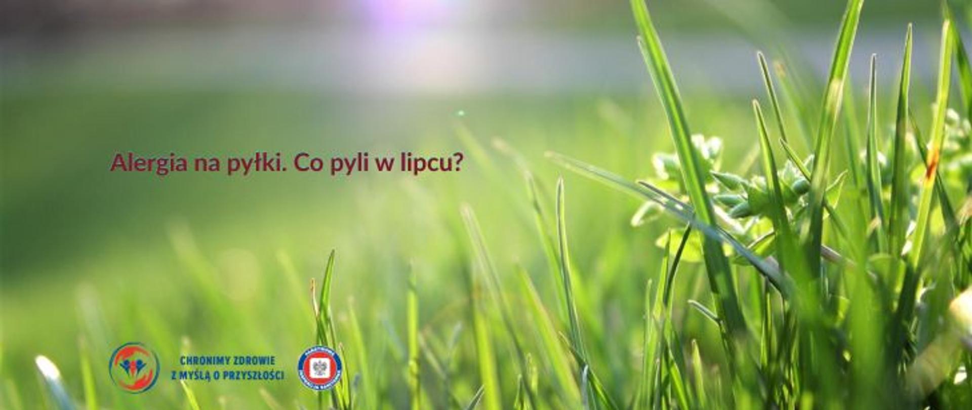 Zbliżenie zielonych źdźbeł trawy na rozmytym tle. Na grafice widnieje napis: „Alergia na pyłki. Co pyli w lipcu?” oraz logo Państwowej Inspekcji Sanitarnej wraz z hasłem: Chronimy zdrowie z myślą o przyszłości. 