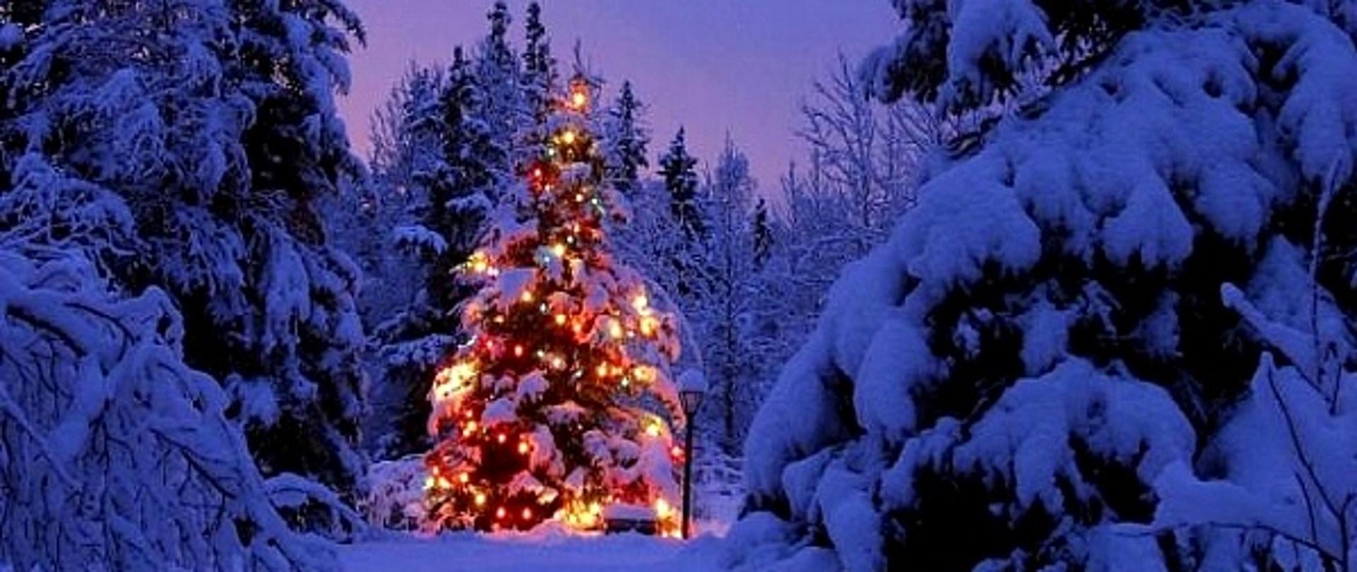 Na zdjęciu oświetlona choinka w lesie 