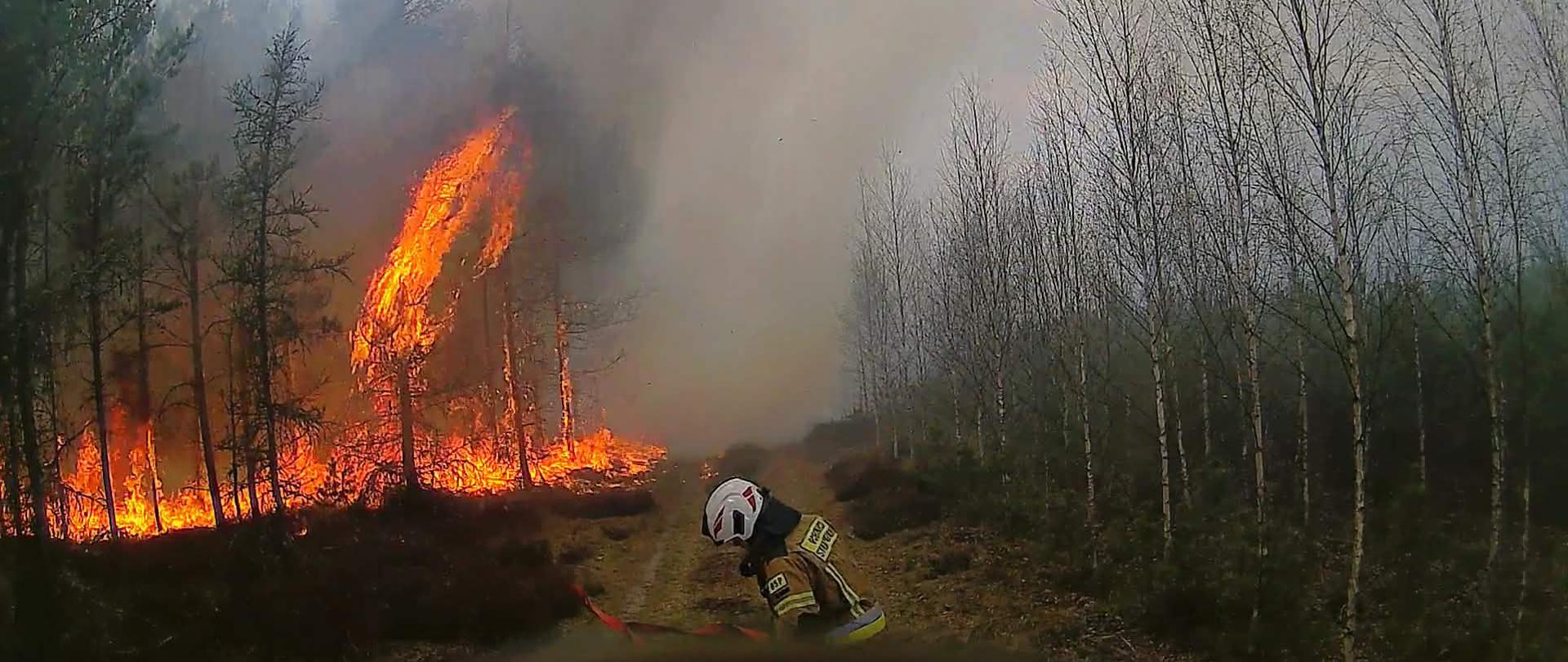 Pożar lasu w Brzeźnicy-Kolonii