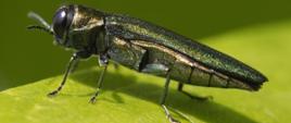 Dorosła_postać_Agrilus_planipennis_opiętek_jesionowiec