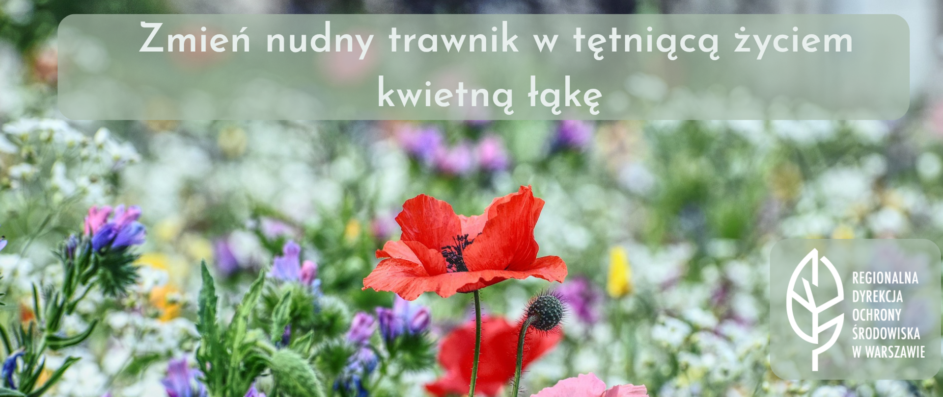 Na środku kwitnący czerwony mak i filetowe kwiatki, w tle rozmyta kwietna łąka