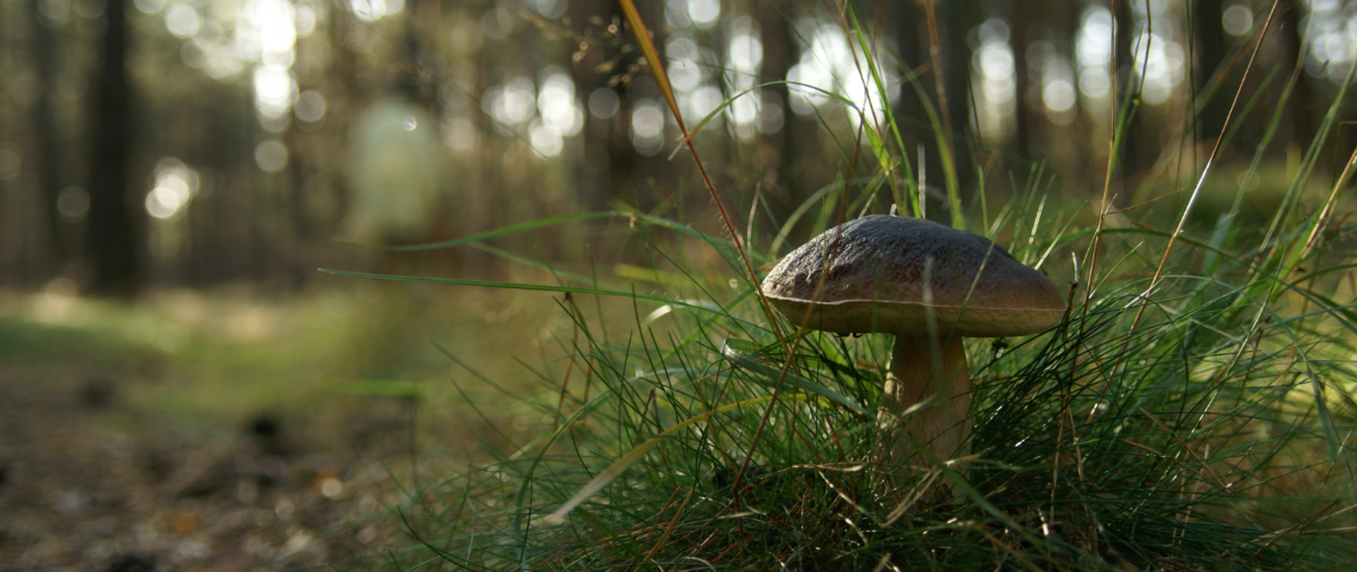 Bezpłatne Porady grzybowe