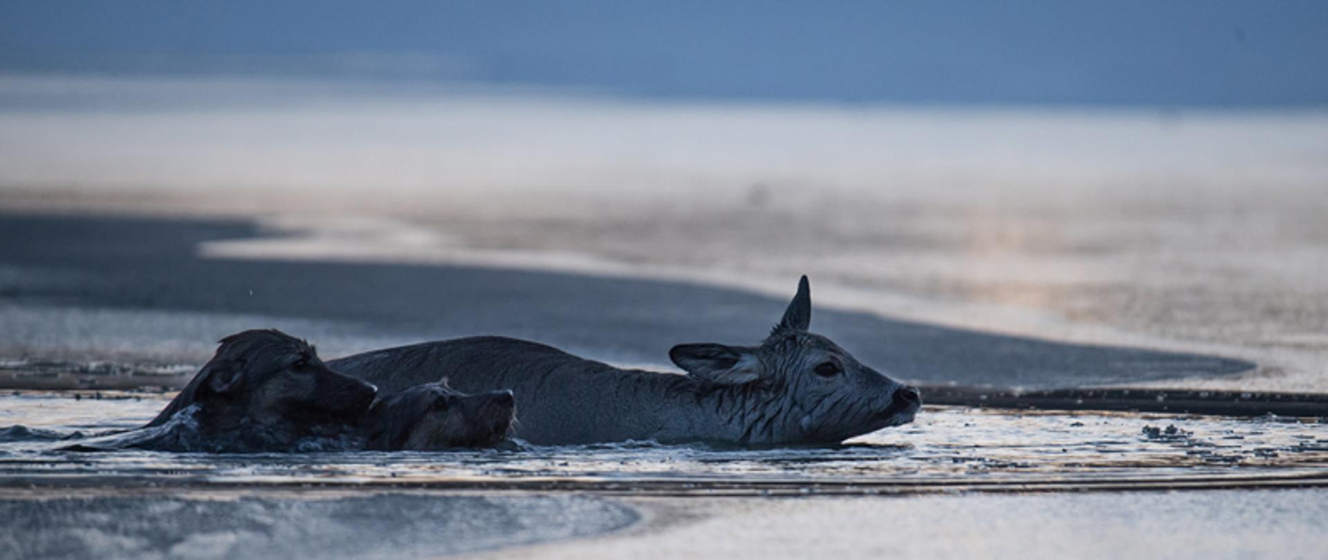 Na zdjęciu widoczna sarna oraz dwa psy, zanurzone w wodzie. Ponad lustro wody wystają głowy zwierząt. Widoczna pokrywa lodowa na zbiorniku.