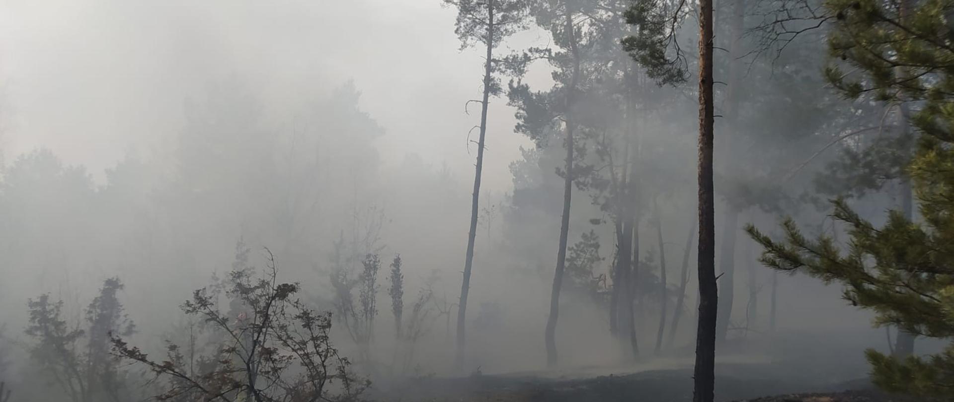 Na zdjęciu widać spalony las. Nad lasem szare zadymienie. Po prawej stronie wysokie drzewa. Pora dnia - dzień. 