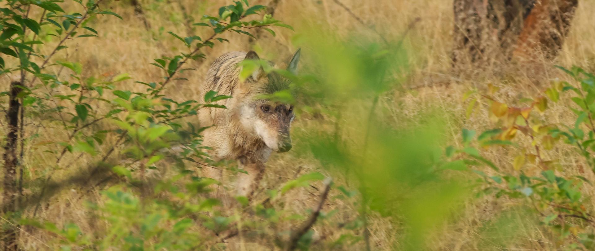 Wilk, fot. Dawid Bryliński RDOŚ w Bydgoszczy