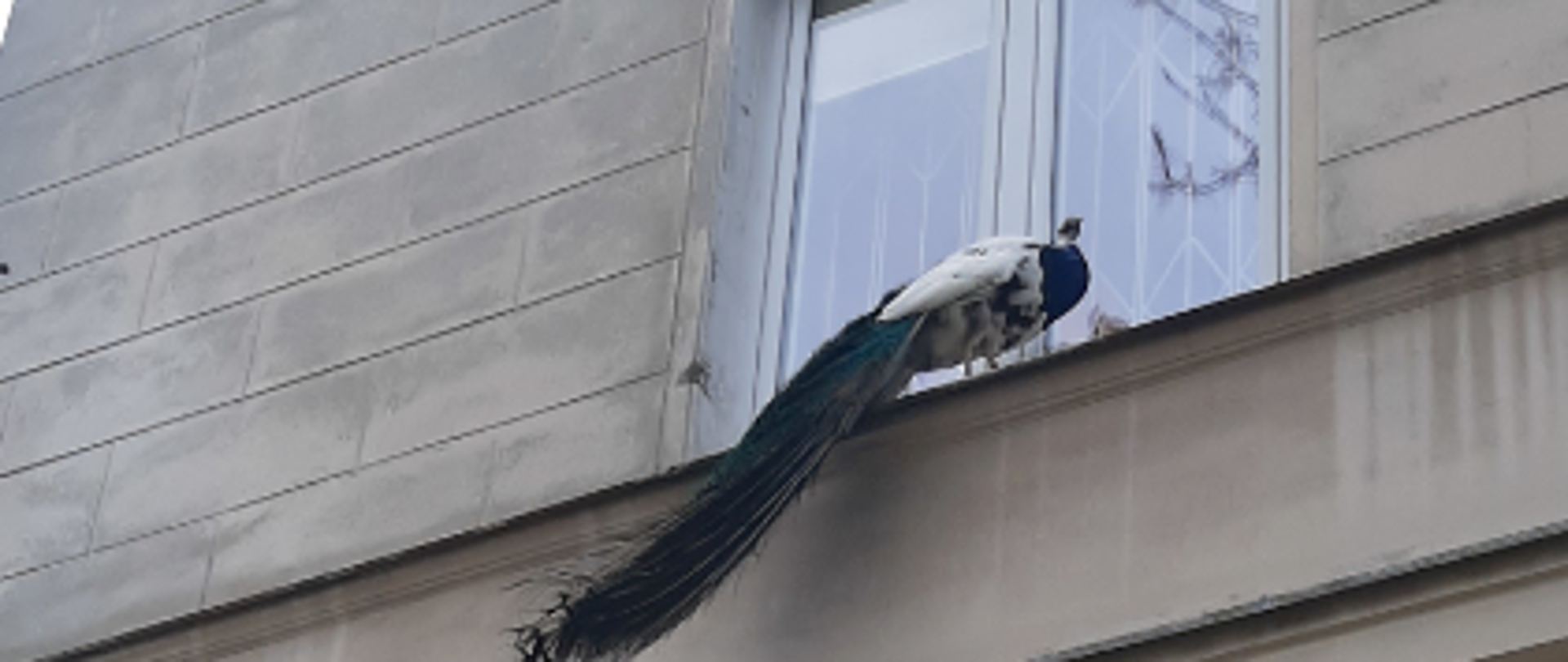 W tle zdjecia widać scianę budynku trzy kondygnacyjnego, na parapecie drugiej kondygnacji stoi paw. 