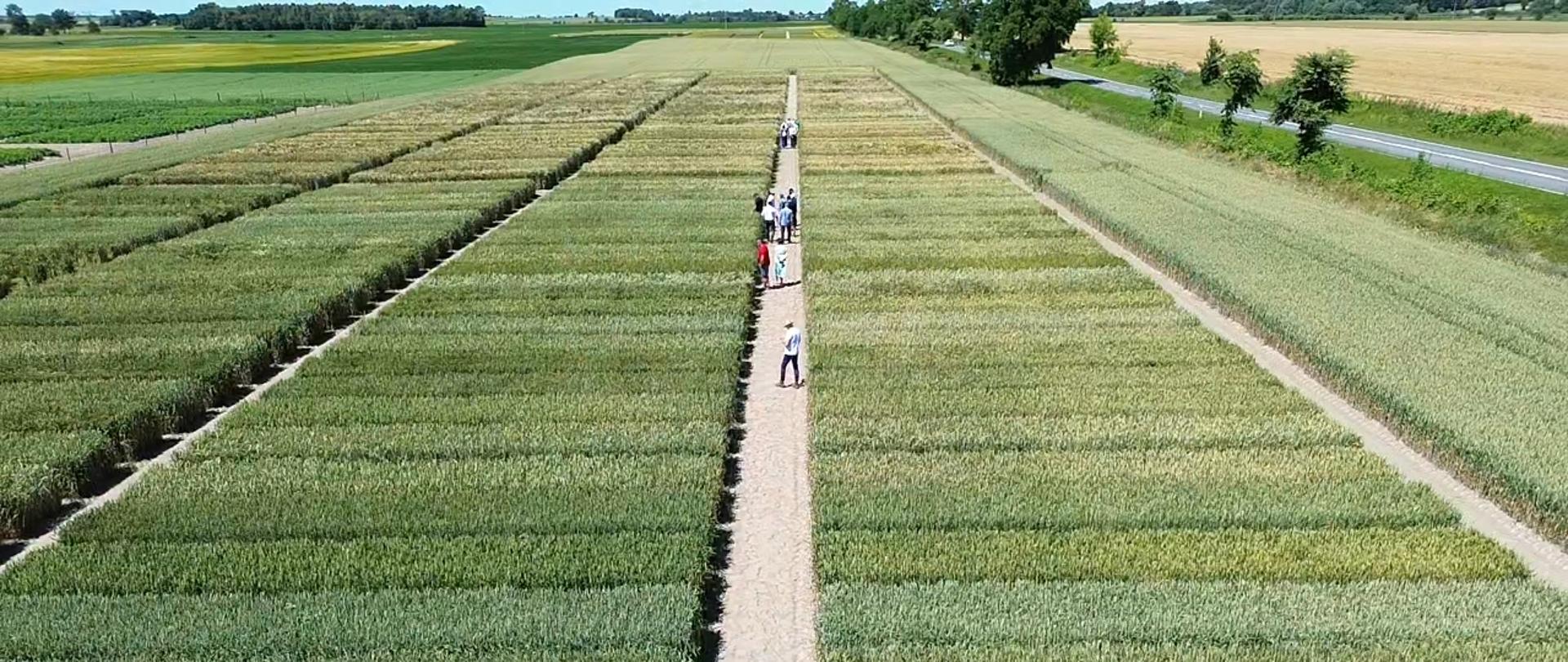 Równe zielone poletka uprawne rozdzielone prostą jasną alejką. Na alejce w oddali widać grupkę spacerujących ludzi. Ujęcie z drona.
