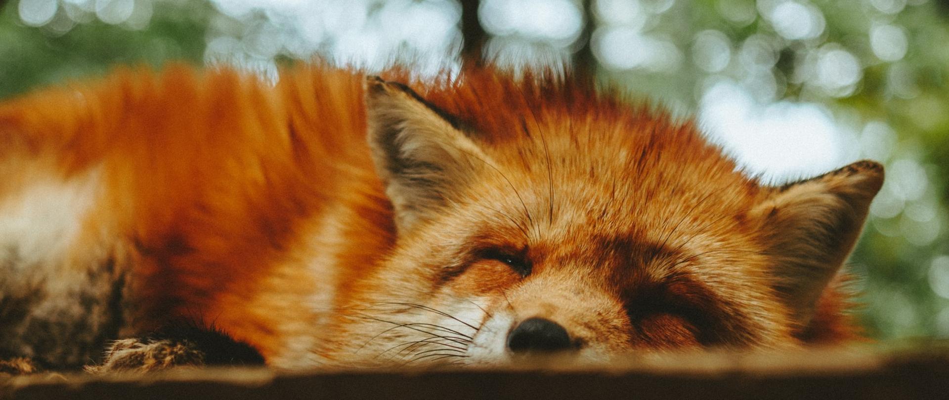 Zdjęcie przedstawiające śpiącego w lesie lisa