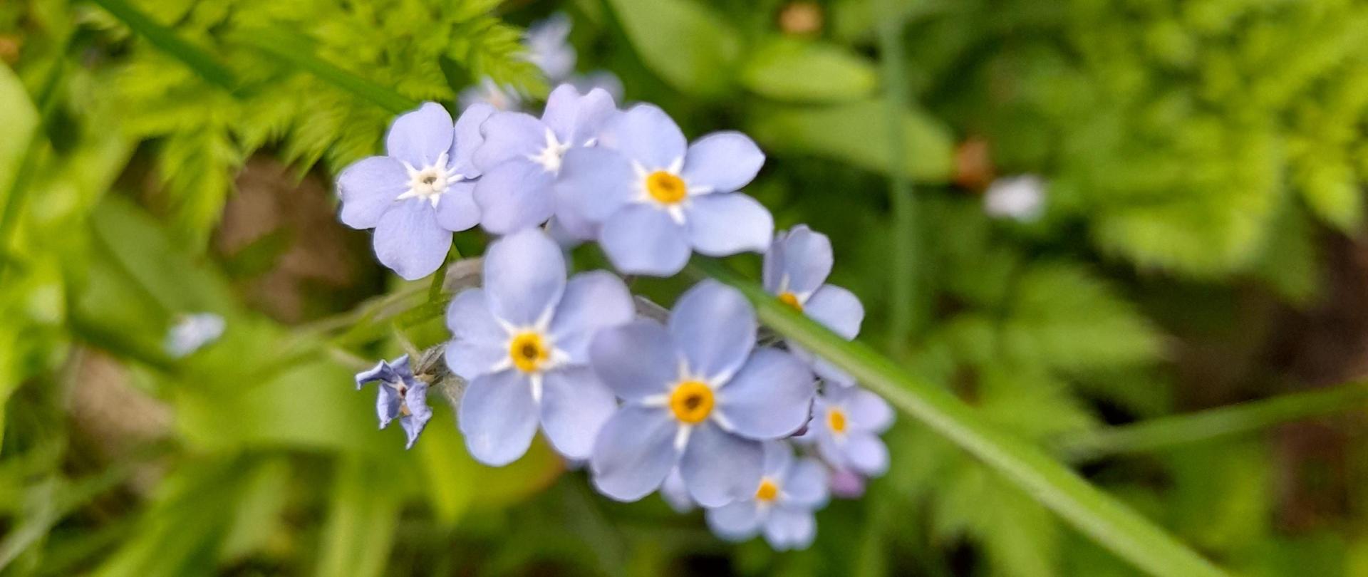 niezapominajki - niebieskie kwiatki na łące