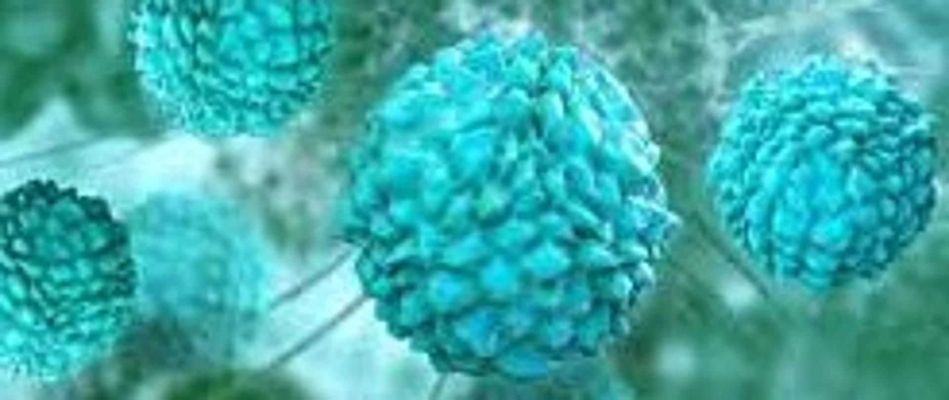 Norowirus jest wysoce zakaźnym wirusem, który może powodować zapalenie układu pokarmowego.