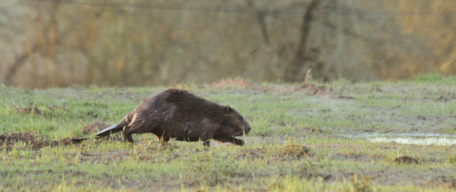 Bóbr biegnący po podmokłym terenie 