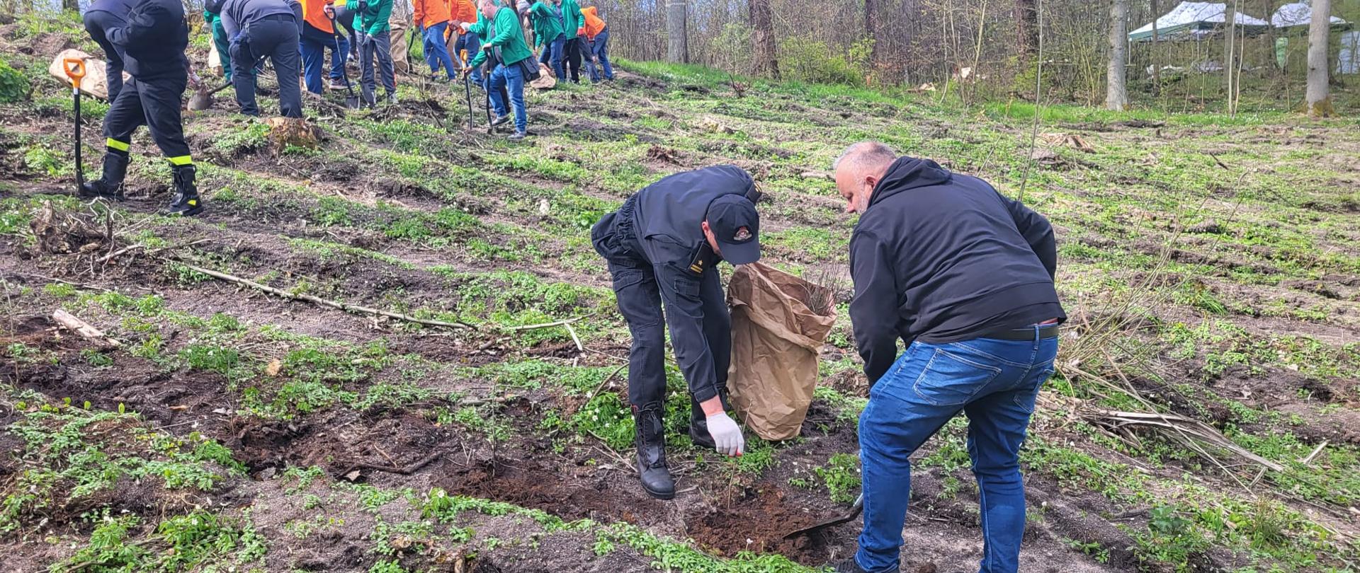 Na zdjęciu widać uczestników akcji sadzenia lasu w ramach programu #Łączą nas Drzewa. Na pierwszym planie mł. bryg. Zbigniew Rzepka zastępca Komendanta Powiatowego PSP w Tczewie.