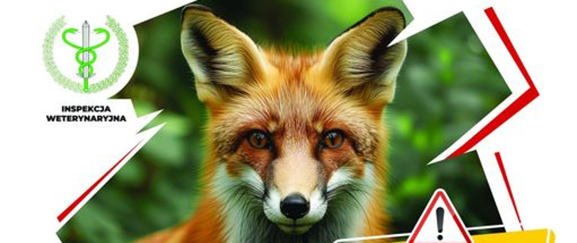 Szczepienia lisów przeciwko wściekliźnie 2024