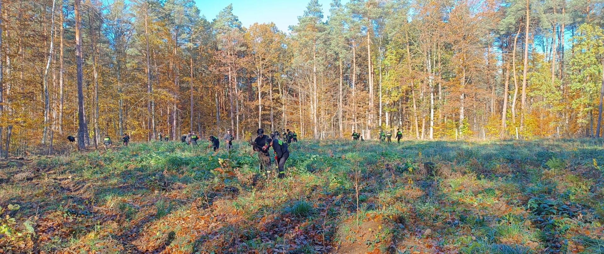 Leśna polana na której rozproszona grupa kadetów Centralnej Szkoły PSP sadzi sadzonki, w tle drzewa