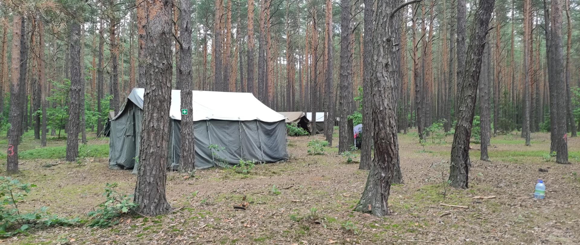 Na zdjęciu przedstawiono namiot harcerski ustawiony w sosnowym lesie. W głębi lasu widać dwa kolejne namioty.