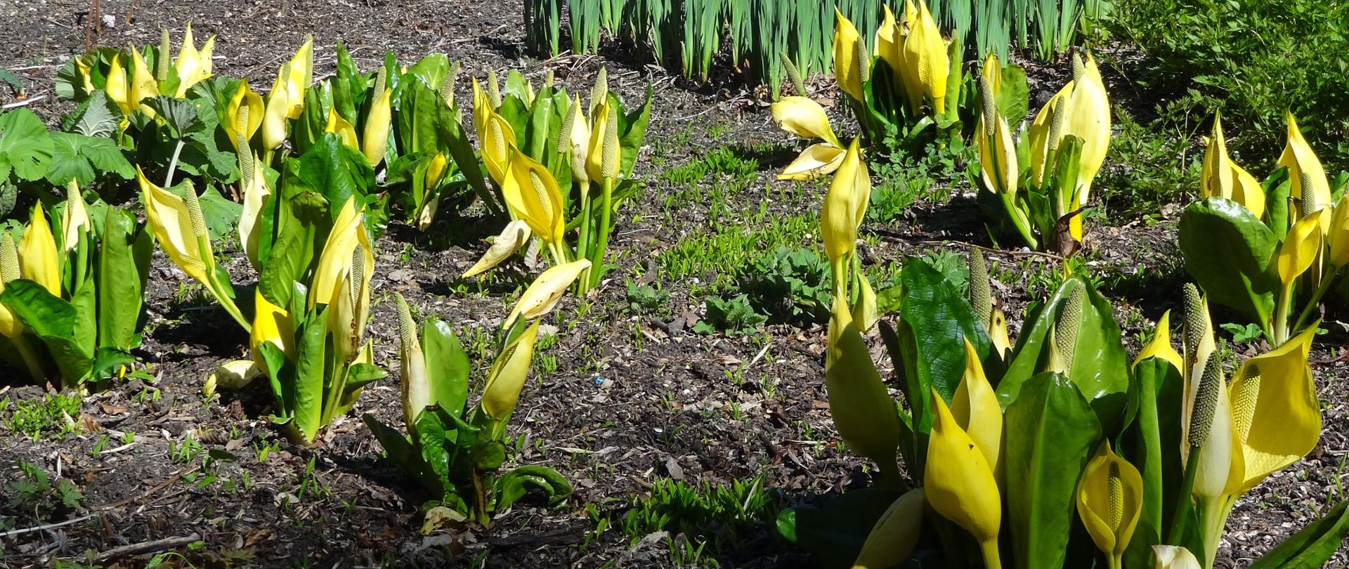 Na zdjęciu kępy Lysichiton americanus o ogromnych zielonych liściach i żółtych kwiatach o dużym pręciku.